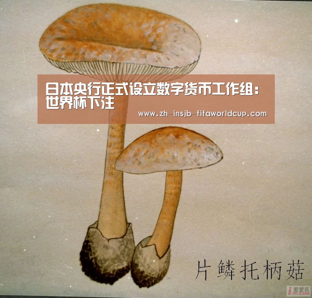日本央行正式设立数字货币工作组:世界杯下注(图3) 世界杯下注