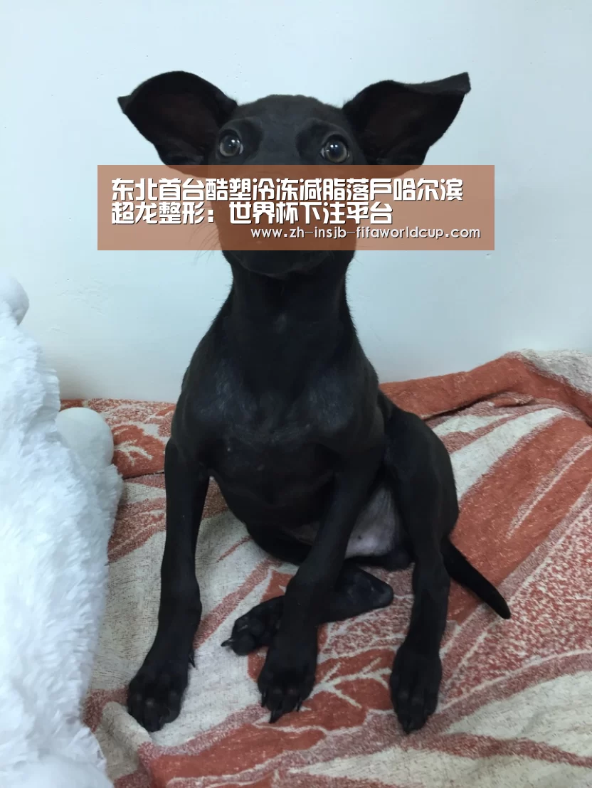 东北首台酷塑冷冻减脂落户哈尔滨超龙整形:世界杯下注平台(图4) 世界杯投注网